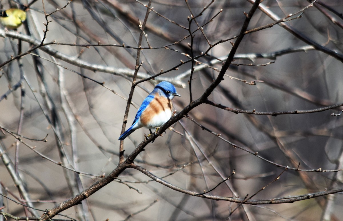 Eastern Bluebird - Anne Mytych