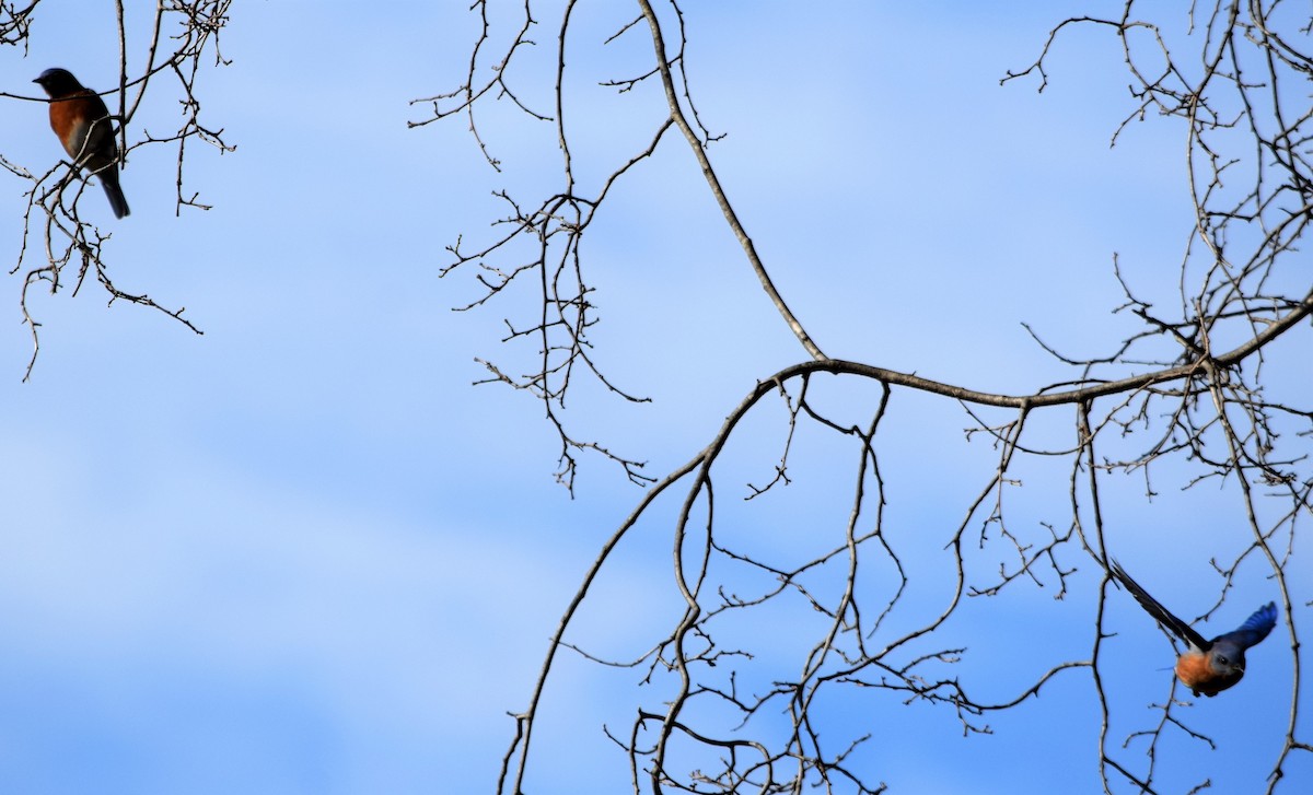 Eastern Bluebird - Anne Mytych