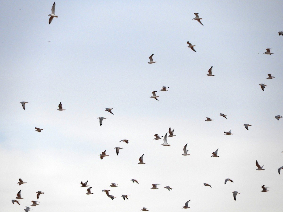 Ring-billed Gull - ML192310811