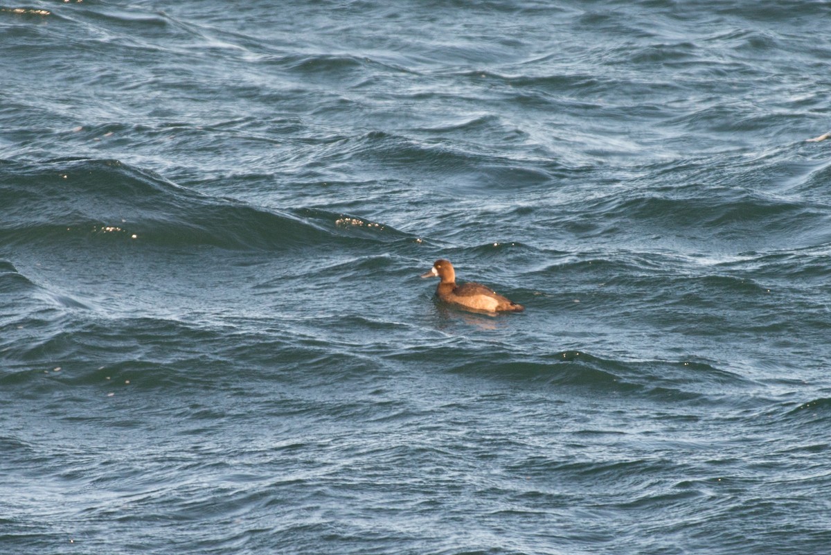 Greater Scaup - ML192311801