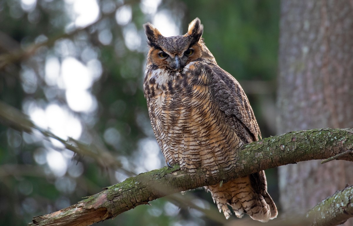 Great Horned Owl - ML192312151