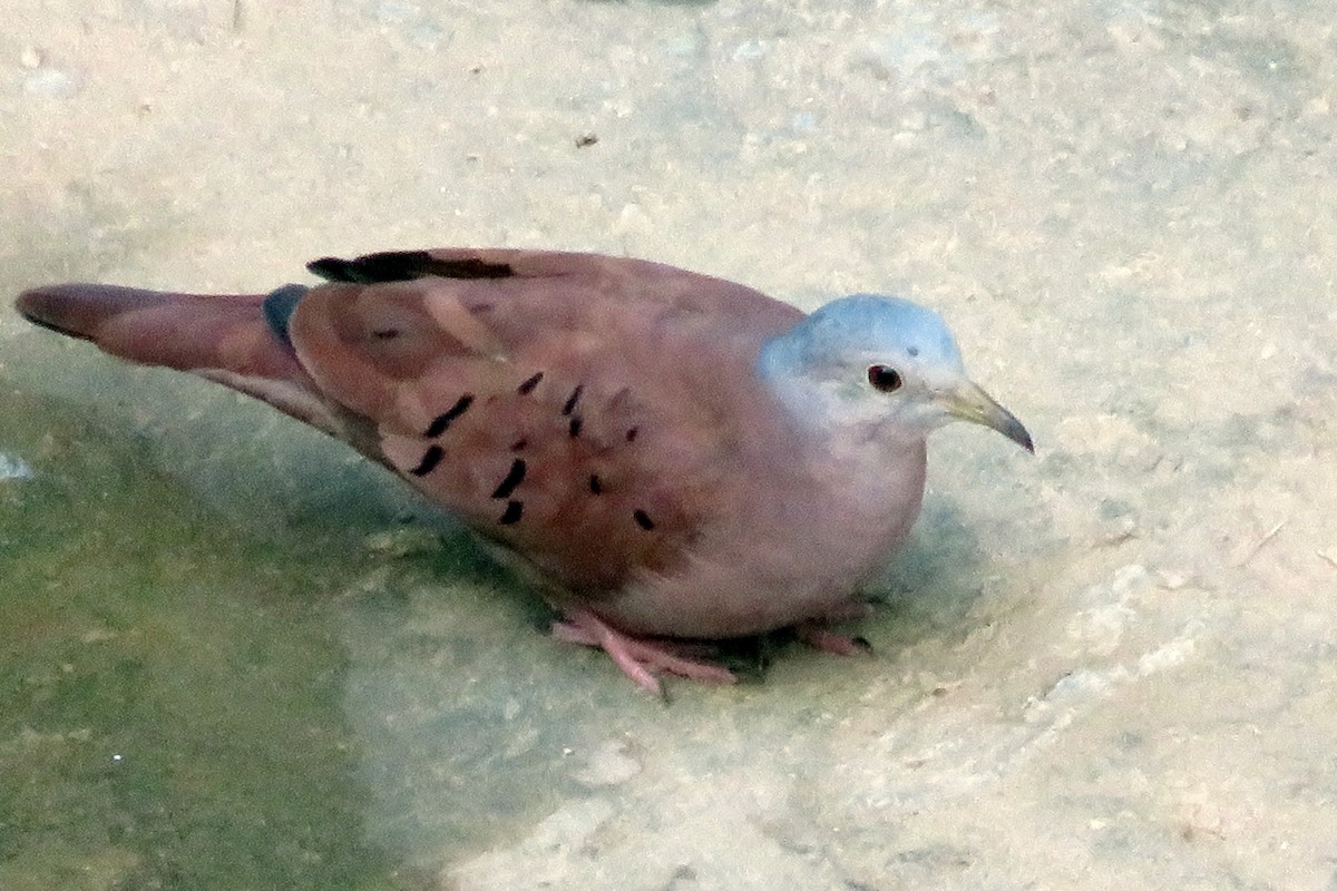 Ruddy Ground Dove - ML192320831