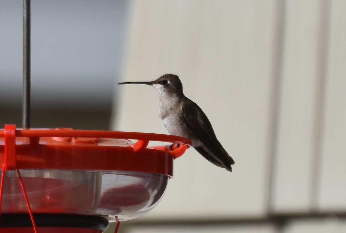 Black-chinned Hummingbird - ML192321301