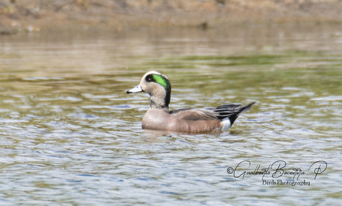 American Wigeon - ML192321651