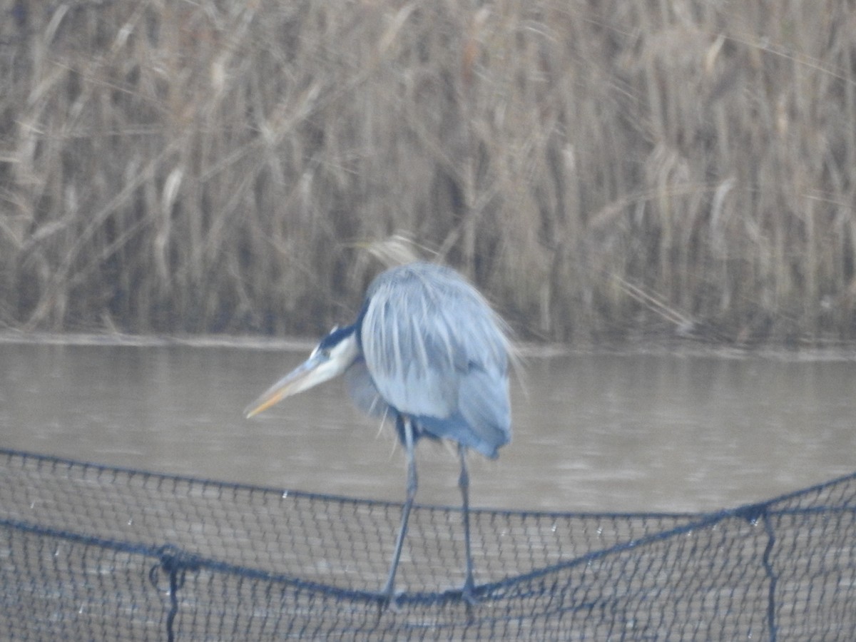 Great Blue Heron - Wayne Longbottom