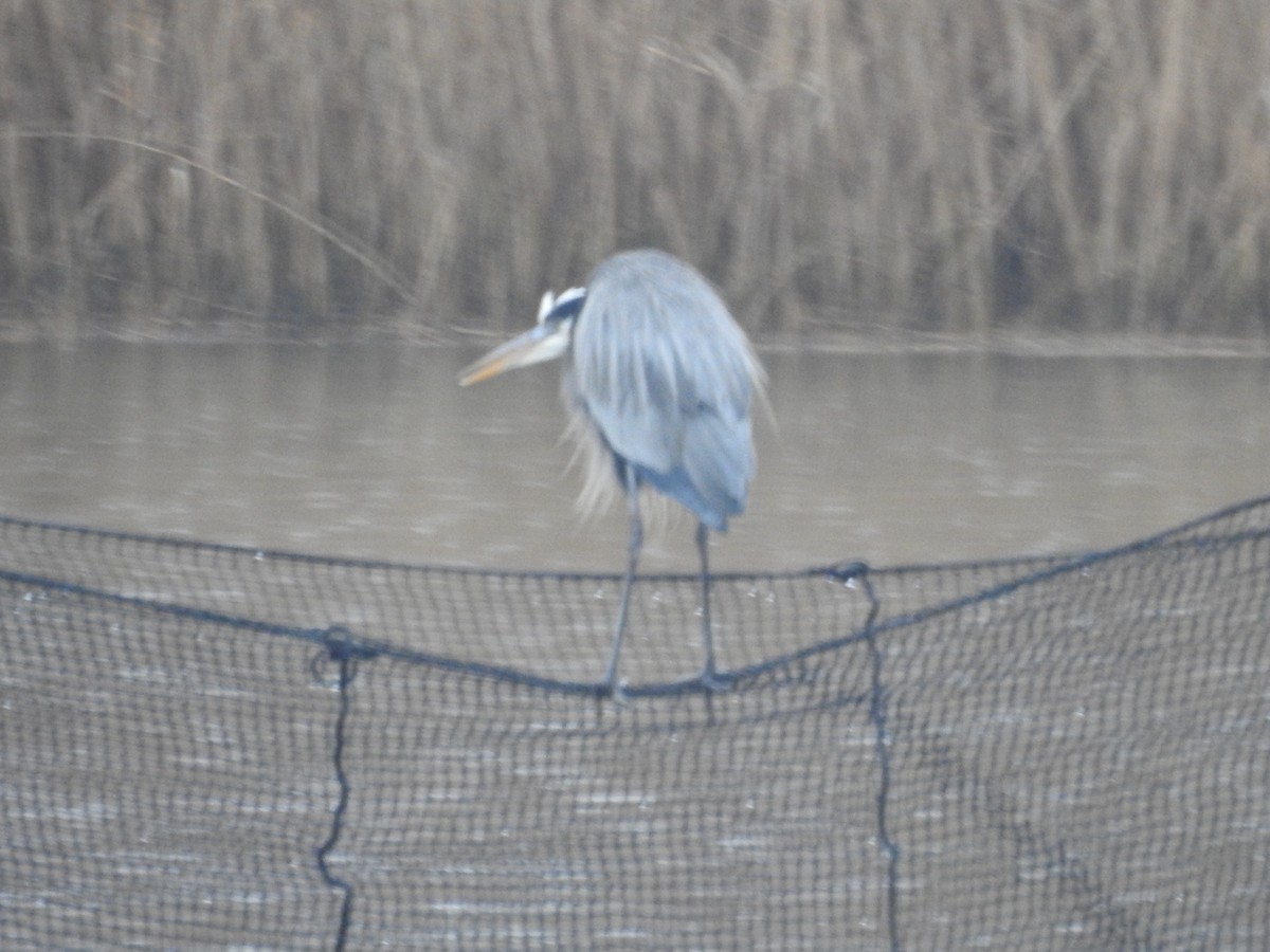 Great Blue Heron - ML192324391