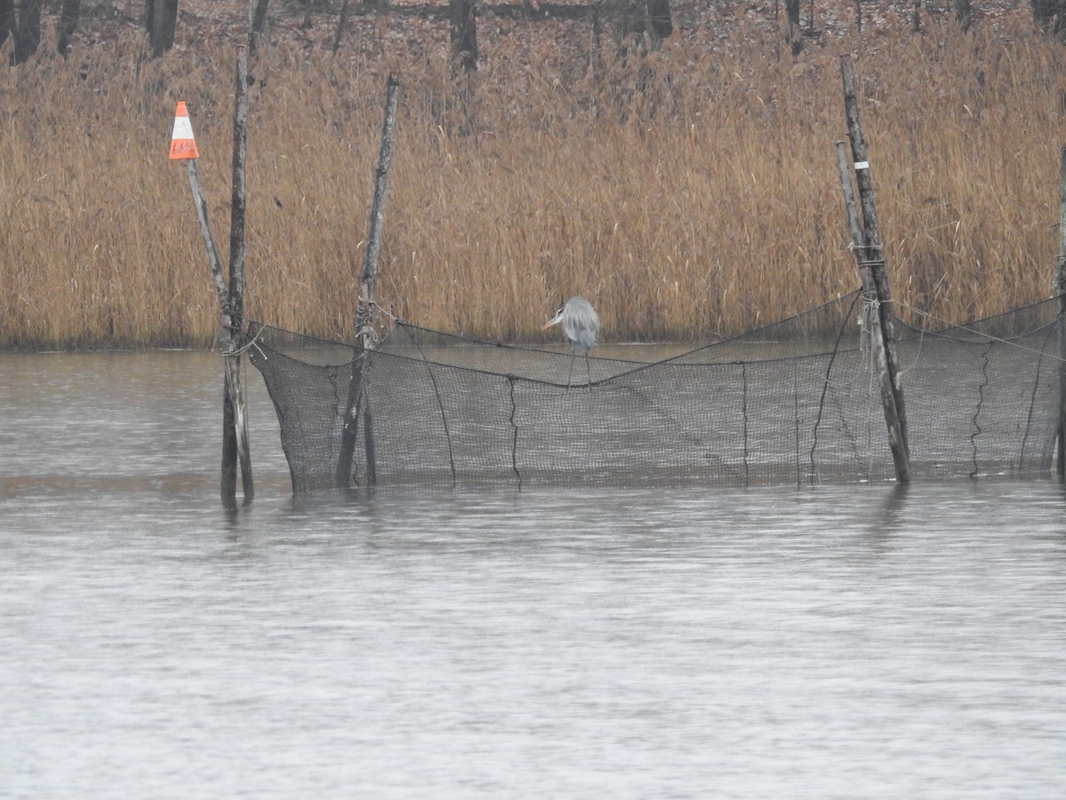 Great Blue Heron - ML192324421