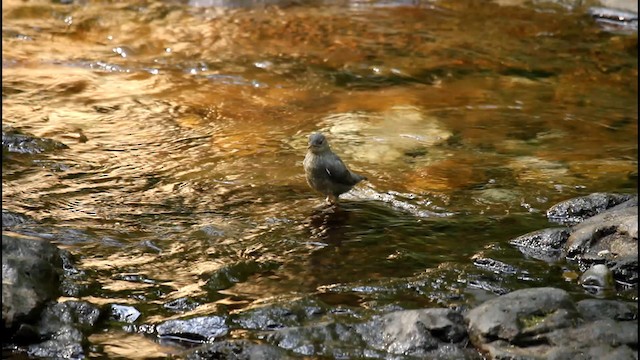 American Dipper - ML192326491