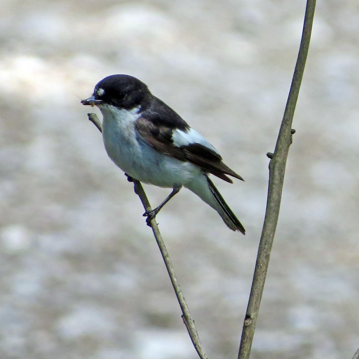 European Pied Flycatcher - ML192327201