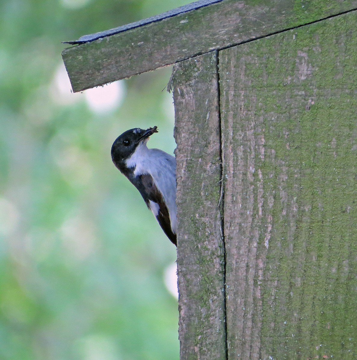 European Pied Flycatcher - ML192327211