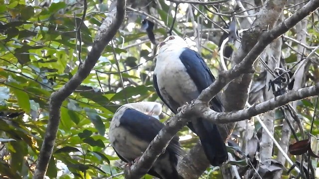 Pigeon leucomèle - ML192327451