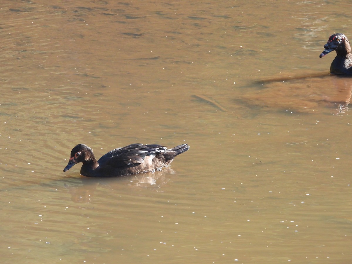 Muscovy Duck (Domestic type) - ML192328191