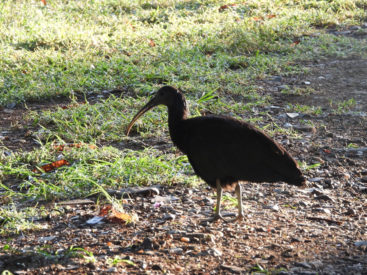 Green Ibis - ML192329091