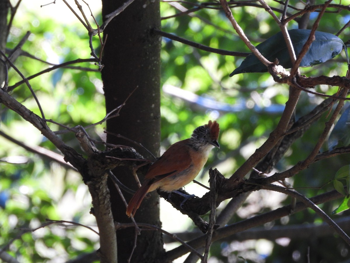 Barred Antshrike - ML192329171