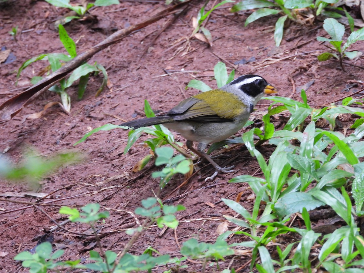 Saffron-billed Sparrow - ML192330181