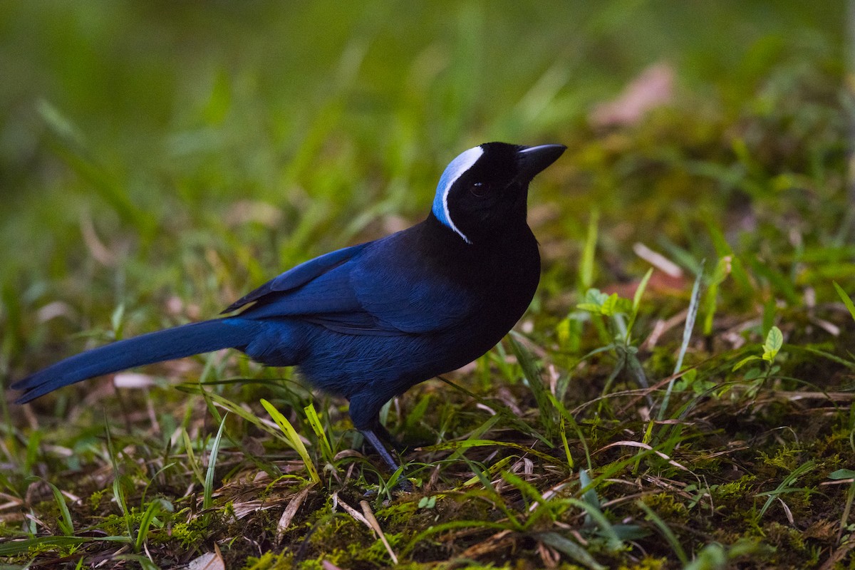 Azure-hooded Jay - John Cahill xikanel.com