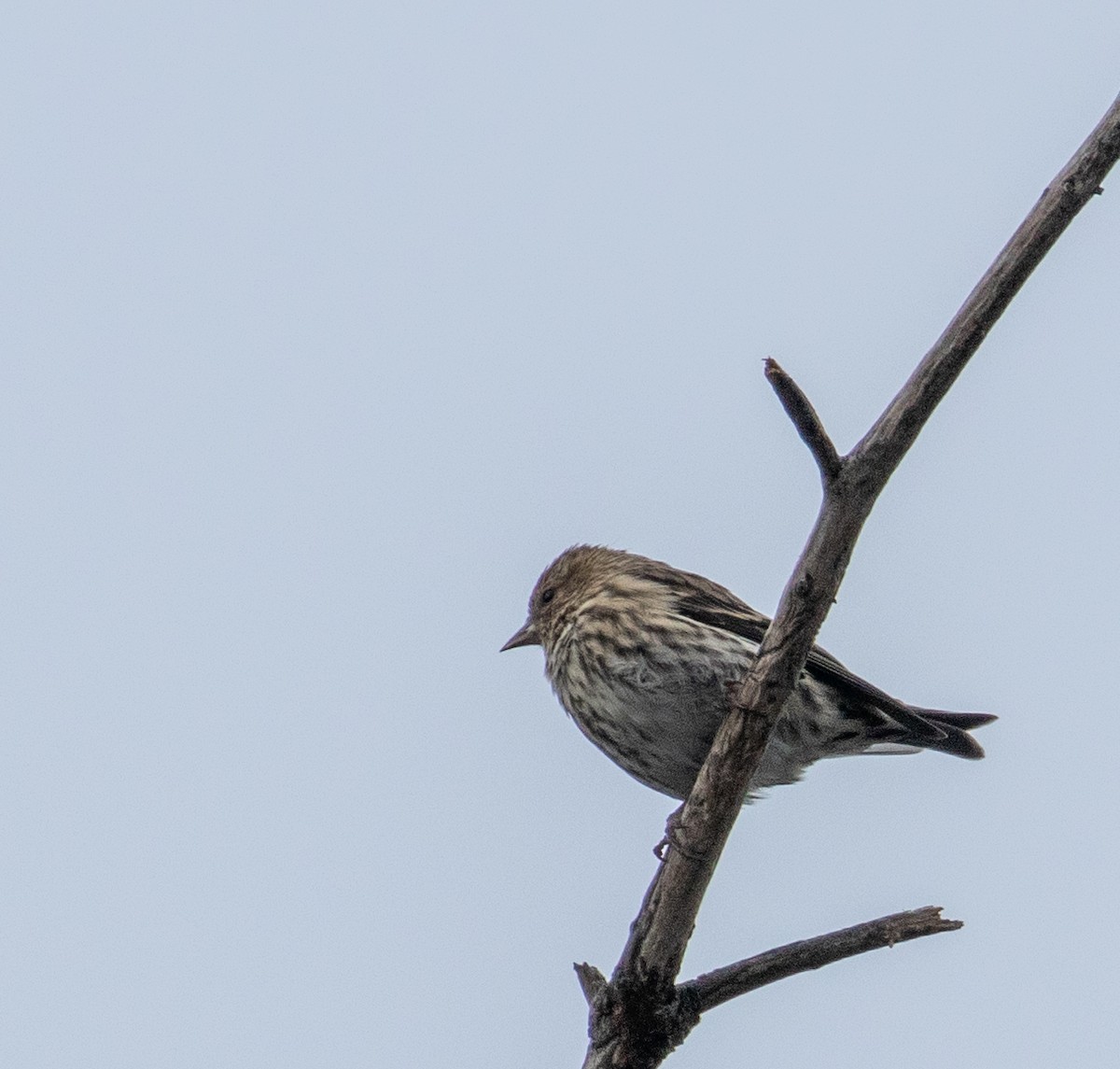 Pine Siskin - John Alexander