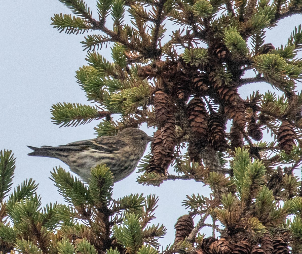 Pine Siskin - ML192330901