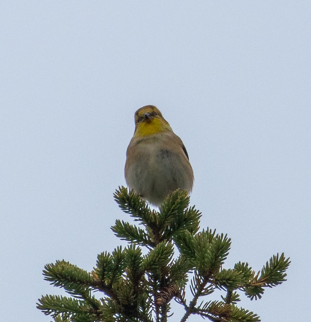 American Goldfinch - ML192330951