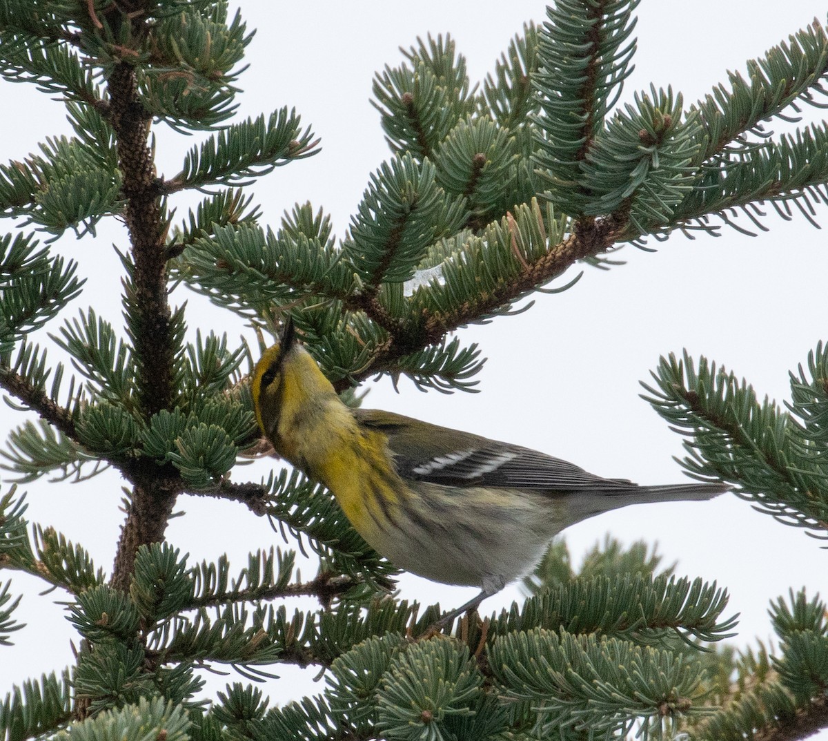 Townsend's Warbler - John Alexander