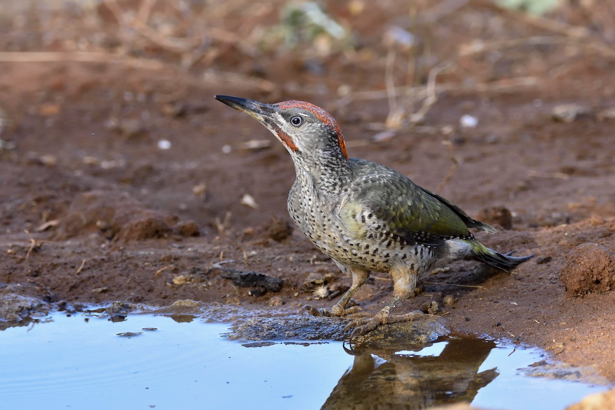 Iberian Green Woodpecker - ML192331921