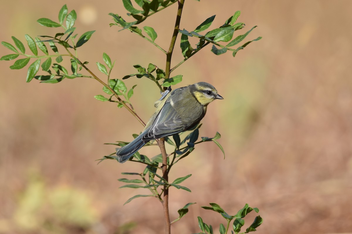 Eurasian Blue Tit - ML192332001