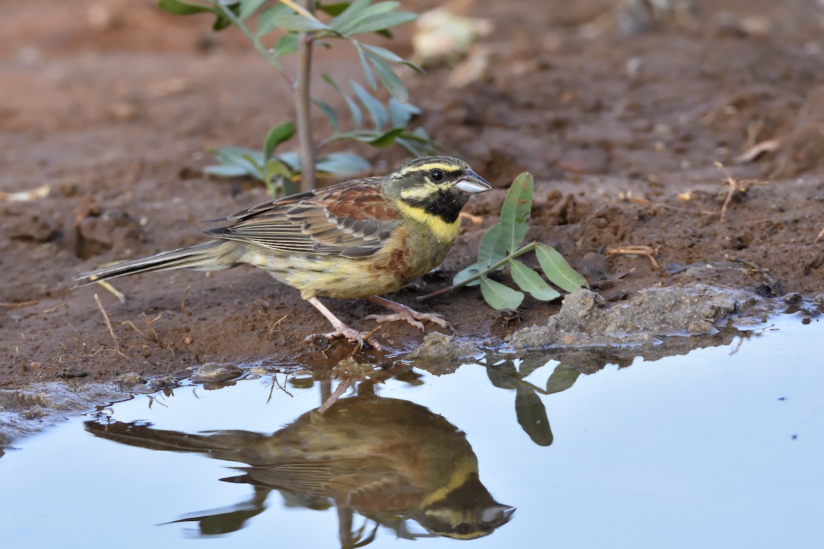 Cirl Bunting - Santiago Caballero Carrera