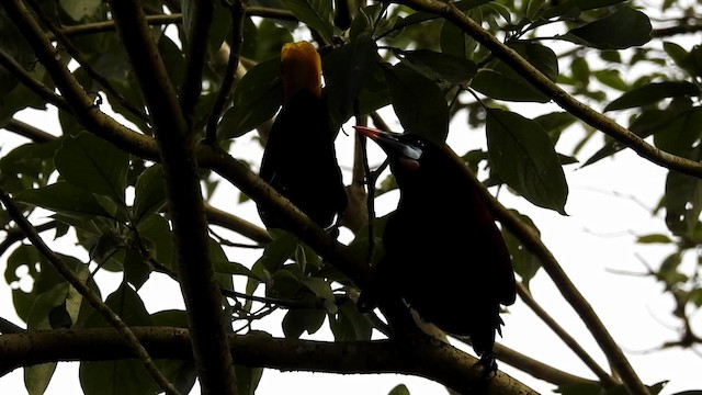 Chestnut-headed Oropendola - ML192332611