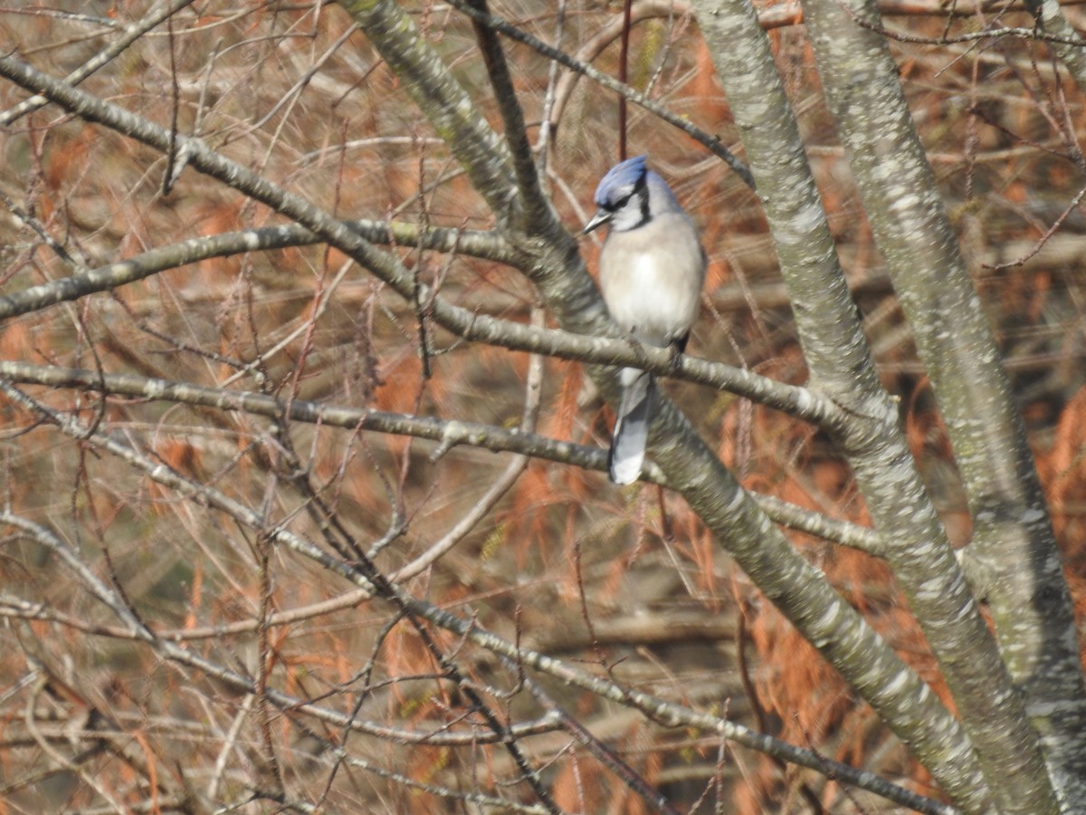 Blue Jay - ML192333971