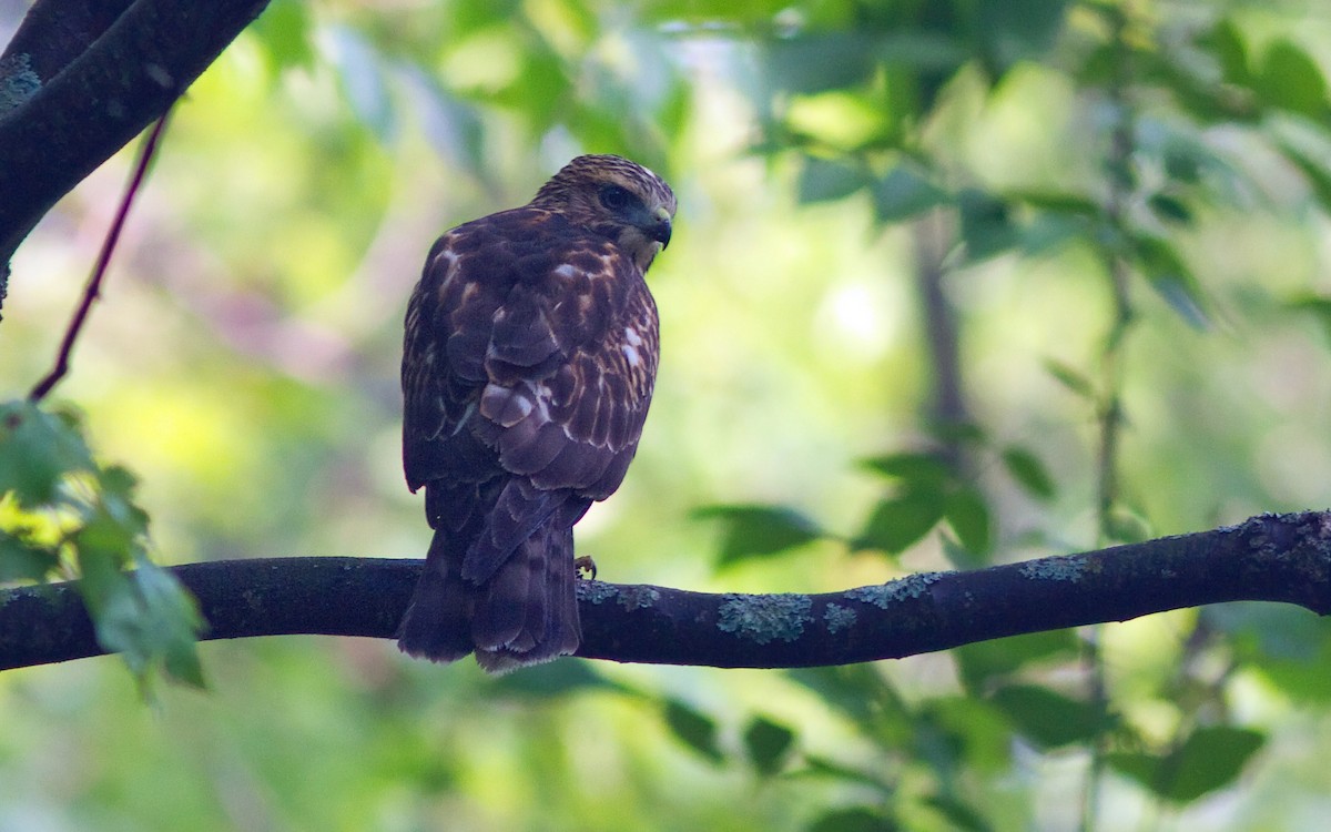 Broad-winged Hawk - ML192334781