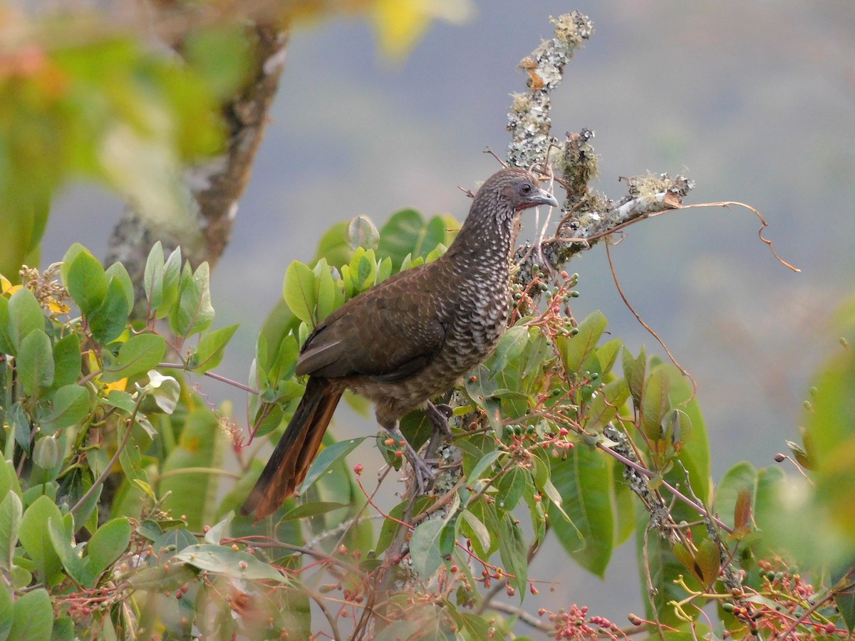 Speckled Chachalaca - Nicolas Ateaga Ramirez