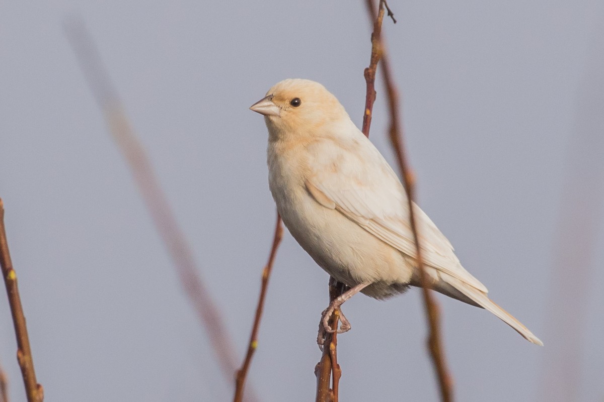 Brown-headed Cowbird - ML192335531