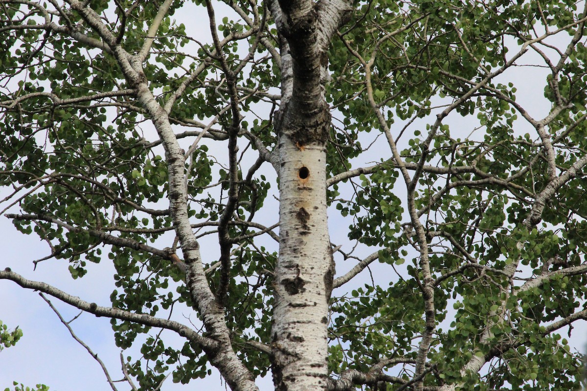 Yellow-bellied Sapsucker - ML192335651