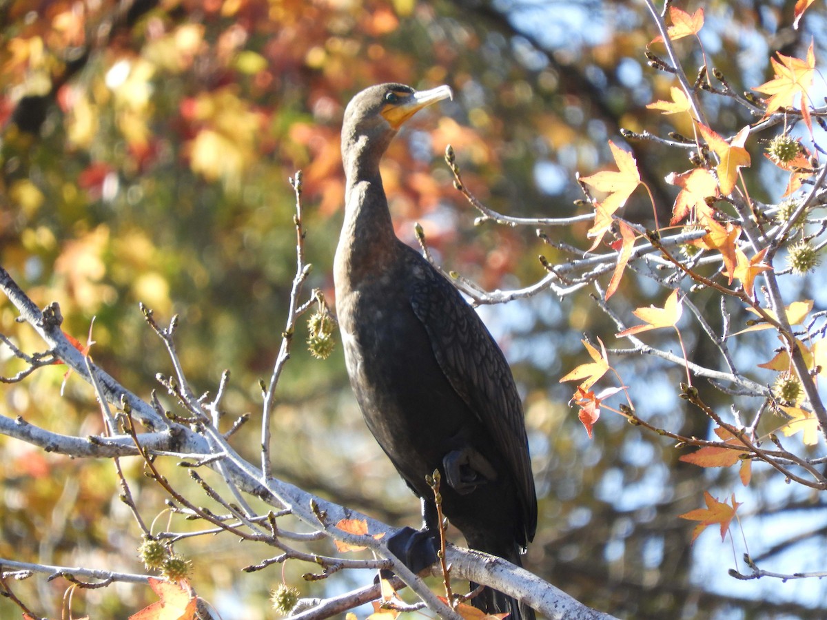 Double-crested Cormorant - ML192337011