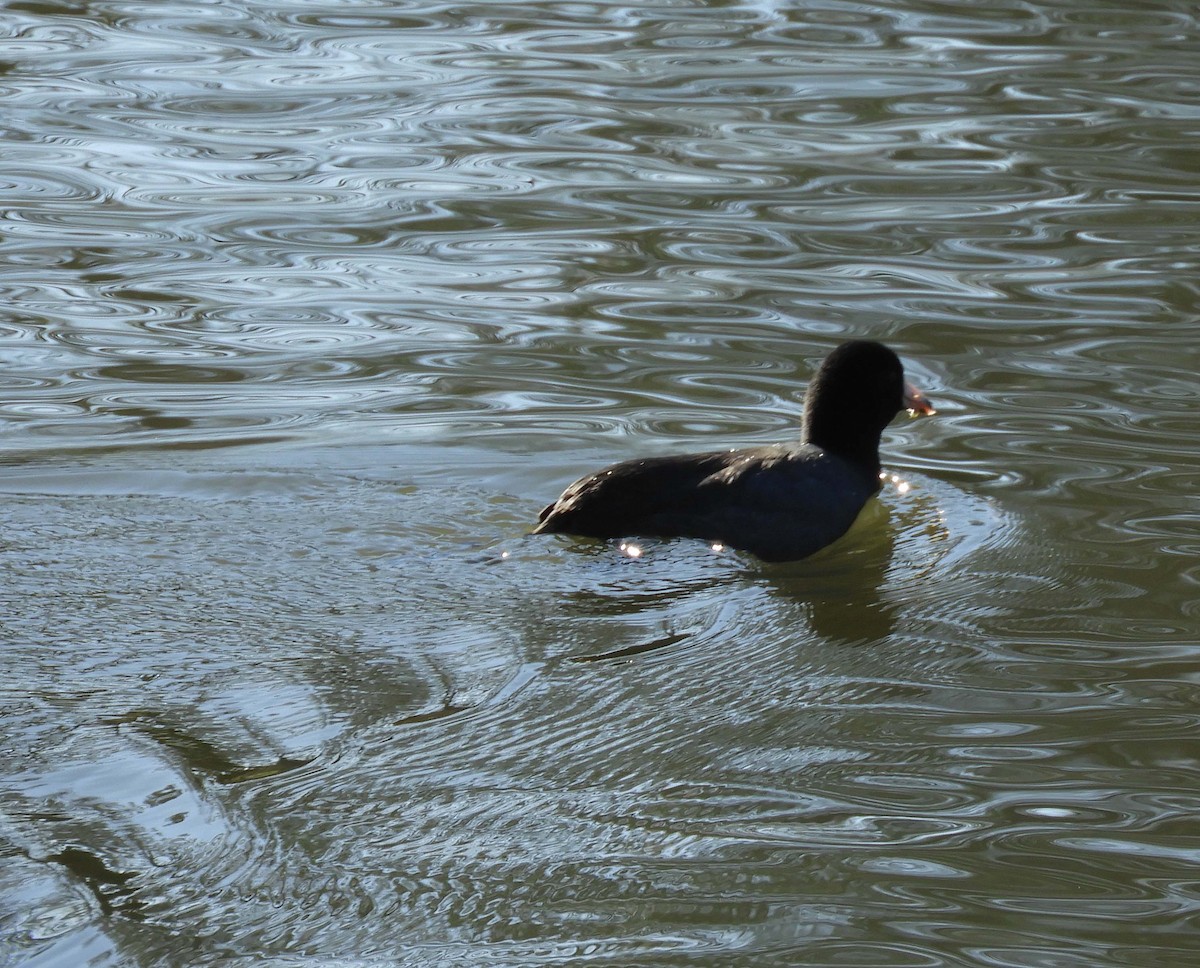 American Coot - ML192337141