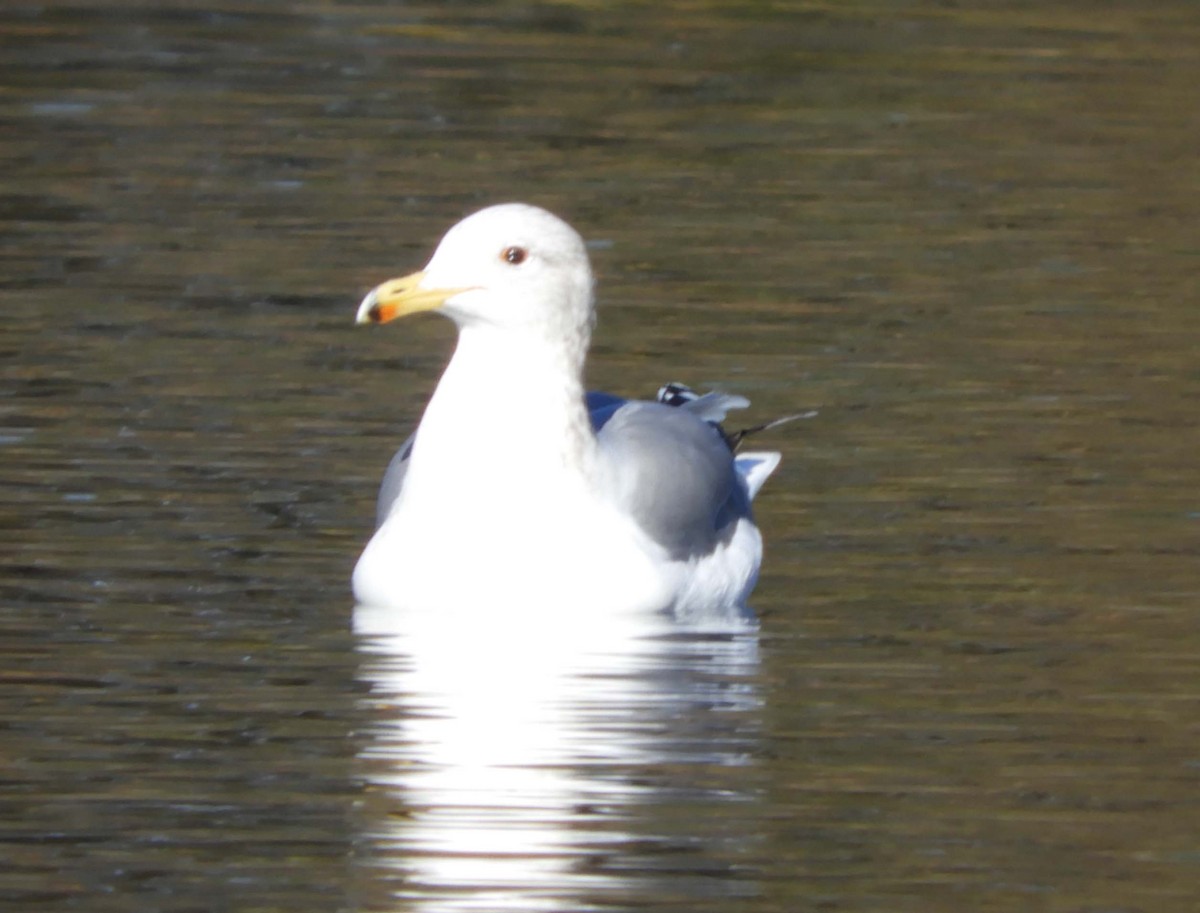 California Gull - ML192337261