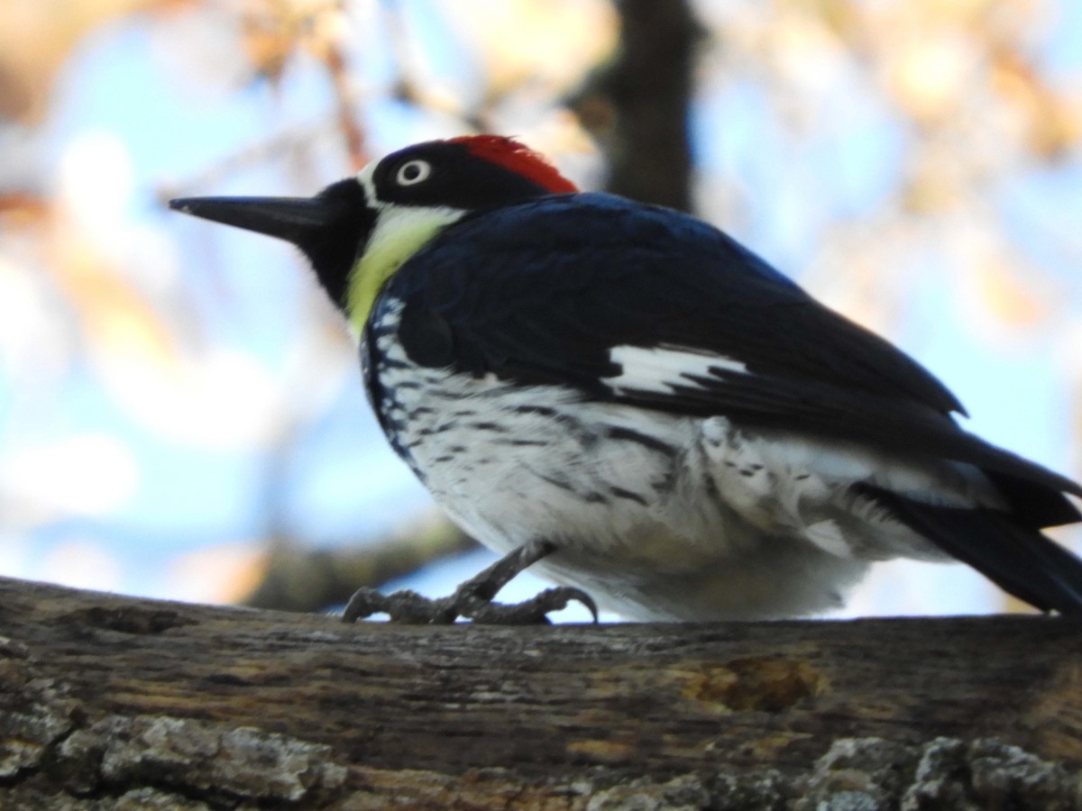 Acorn Woodpecker - ML192337321