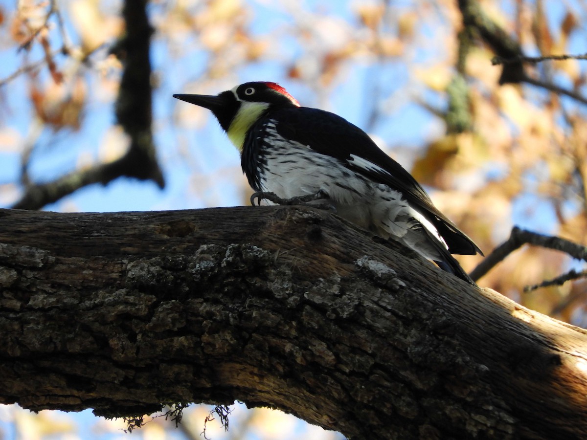 Acorn Woodpecker - ML192337391