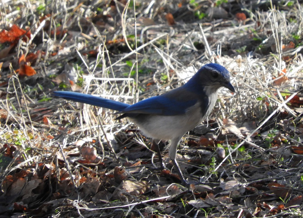 California Scrub-Jay - ML192337471