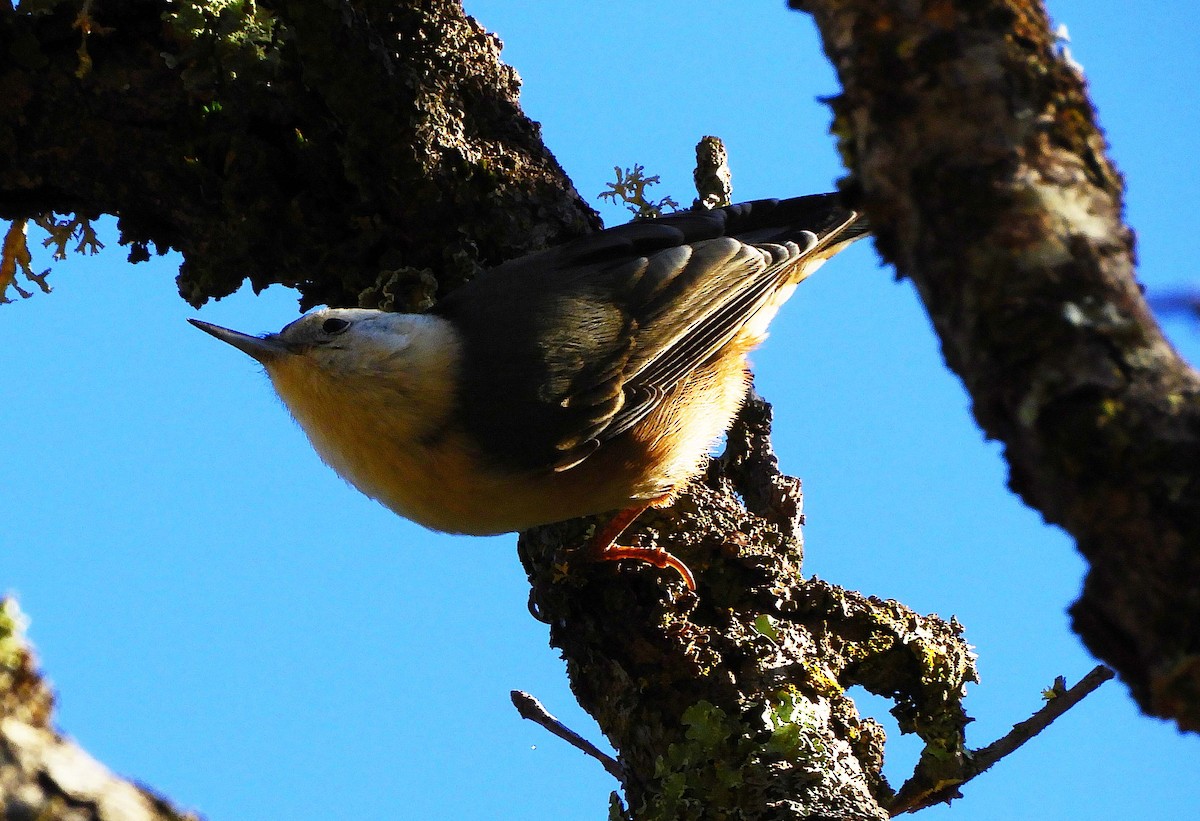 White-breasted Nuthatch - ML192337501