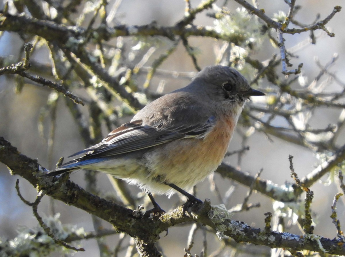 Western Bluebird - ML192337591