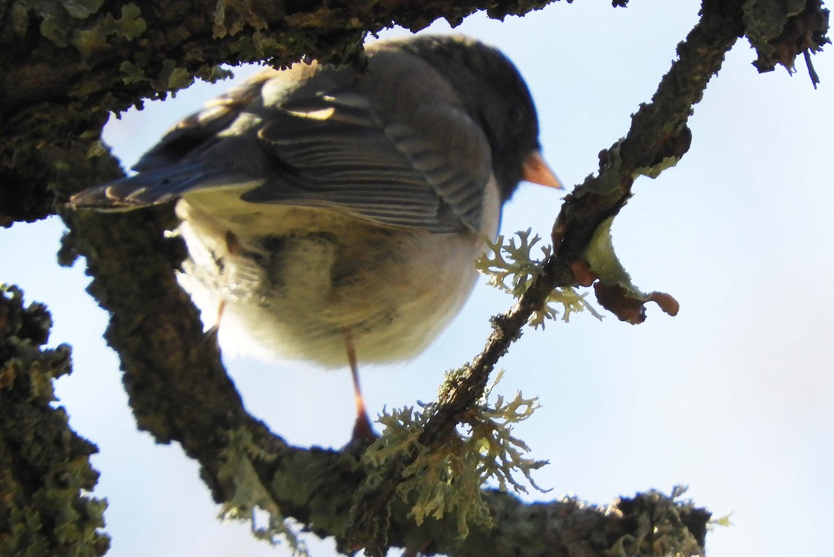 Dark-eyed Junco - ML192337641