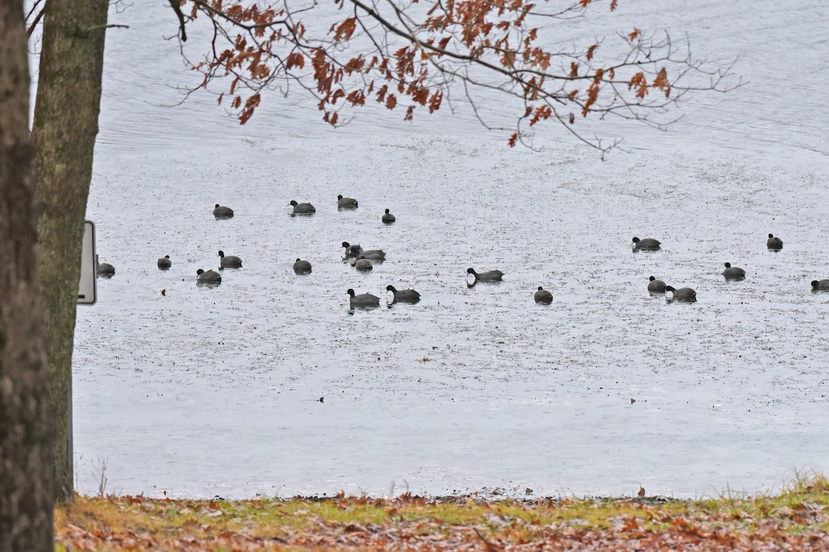 American Coot - ML192338641