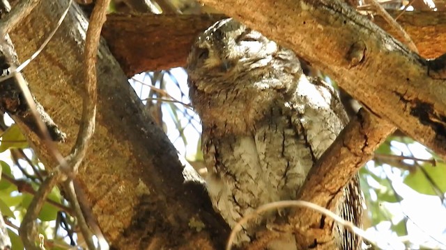 アフリカコノハズク（senegalensis） - ML192339331