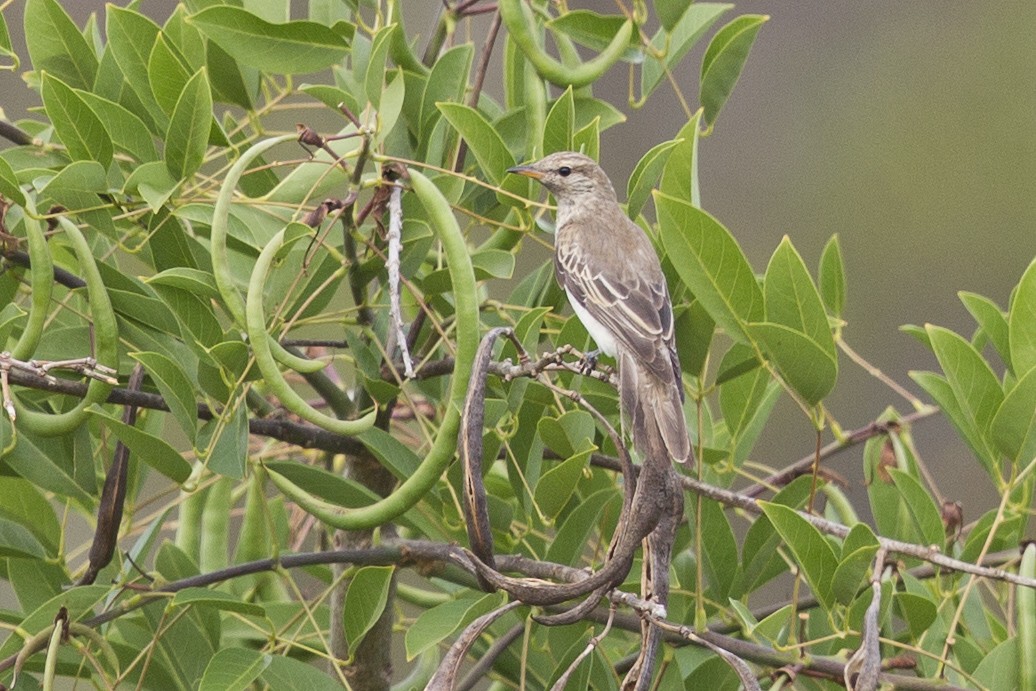 White-winged Triller - Mat Gilfedder