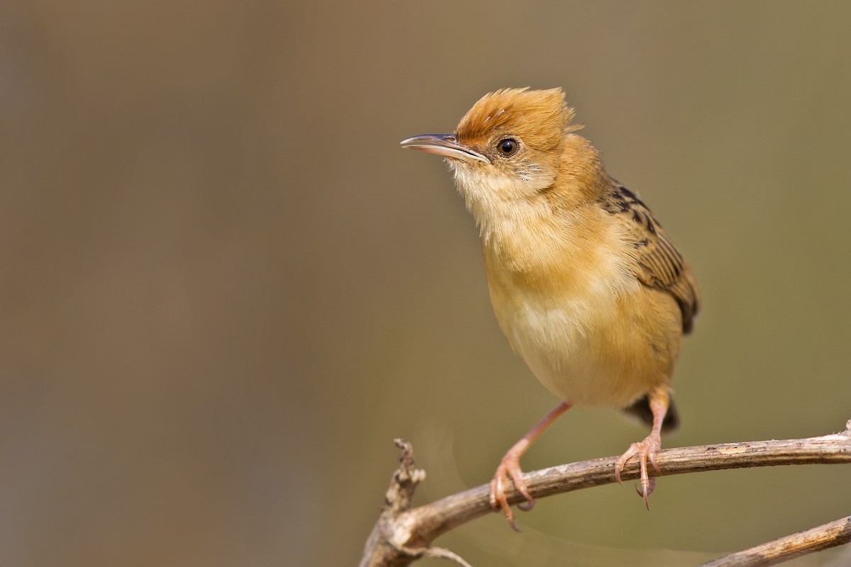 Golden-headed Cisticola - Mat Gilfedder