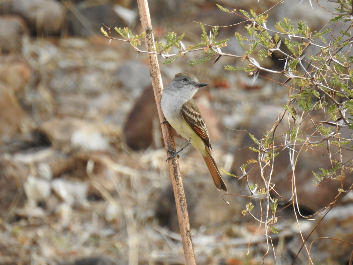 Ash-throated Flycatcher - ML192341741