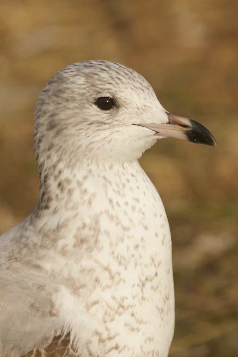 Ring-billed Gull - ML192343071