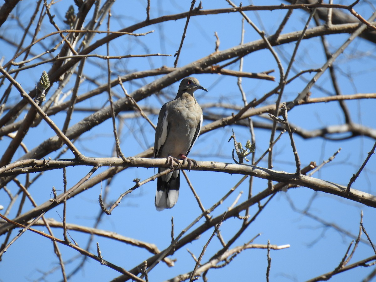 White-winged Dove - ML192343381