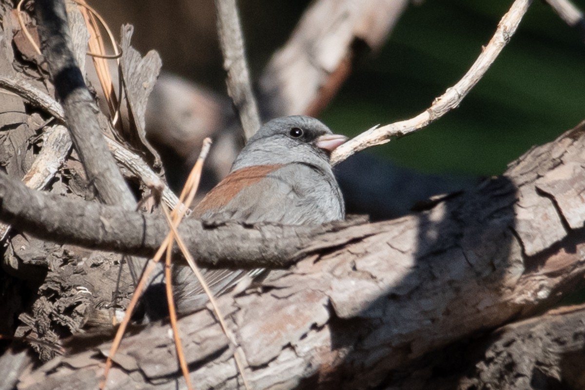 Dark-eyed Junco (Gray-headed) - ML192343511